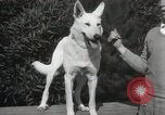 Image of Kennel club show Alameda California USA, 1931, second 27 stock footage video 65675023608