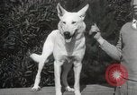 Image of Kennel club show Alameda California USA, 1931, second 28 stock footage video 65675023608