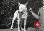 Image of Kennel club show Alameda California USA, 1931, second 29 stock footage video 65675023608