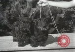 Image of Kennel club show Alameda California USA, 1931, second 30 stock footage video 65675023608