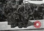 Image of Kennel club show Alameda California USA, 1931, second 31 stock footage video 65675023608