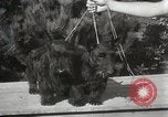 Image of Kennel club show Alameda California USA, 1931, second 32 stock footage video 65675023608