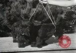 Image of Kennel club show Alameda California USA, 1931, second 33 stock footage video 65675023608