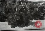 Image of Kennel club show Alameda California USA, 1931, second 34 stock footage video 65675023608