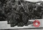 Image of Kennel club show Alameda California USA, 1931, second 35 stock footage video 65675023608