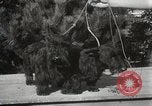 Image of Kennel club show Alameda California USA, 1931, second 36 stock footage video 65675023608
