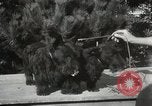 Image of Kennel club show Alameda California USA, 1931, second 37 stock footage video 65675023608