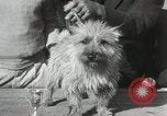 Image of Kennel club show Alameda California USA, 1931, second 38 stock footage video 65675023608