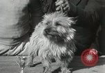 Image of Kennel club show Alameda California USA, 1931, second 39 stock footage video 65675023608
