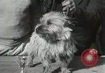 Image of Kennel club show Alameda California USA, 1931, second 40 stock footage video 65675023608