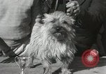 Image of Kennel club show Alameda California USA, 1931, second 41 stock footage video 65675023608