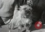 Image of Kennel club show Alameda California USA, 1931, second 42 stock footage video 65675023608