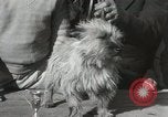 Image of Kennel club show Alameda California USA, 1931, second 43 stock footage video 65675023608