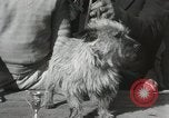 Image of Kennel club show Alameda California USA, 1931, second 44 stock footage video 65675023608