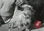 Image of Kennel club show Alameda California USA, 1931, second 45 stock footage video 65675023608