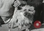 Image of Kennel club show Alameda California USA, 1931, second 46 stock footage video 65675023608