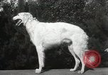 Image of Kennel club show Alameda California USA, 1931, second 47 stock footage video 65675023608