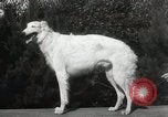 Image of Kennel club show Alameda California USA, 1931, second 48 stock footage video 65675023608