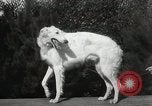Image of Kennel club show Alameda California USA, 1931, second 49 stock footage video 65675023608