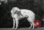 Image of Kennel club show Alameda California USA, 1931, second 50 stock footage video 65675023608