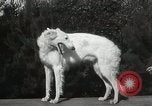 Image of Kennel club show Alameda California USA, 1931, second 51 stock footage video 65675023608