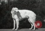 Image of Kennel club show Alameda California USA, 1931, second 52 stock footage video 65675023608