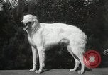 Image of Kennel club show Alameda California USA, 1931, second 53 stock footage video 65675023608