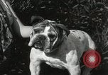 Image of Kennel club show Alameda California USA, 1931, second 54 stock footage video 65675023608