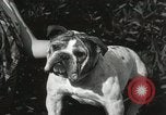 Image of Kennel club show Alameda California USA, 1931, second 55 stock footage video 65675023608