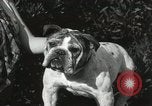 Image of Kennel club show Alameda California USA, 1931, second 56 stock footage video 65675023608