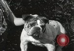 Image of Kennel club show Alameda California USA, 1931, second 57 stock footage video 65675023608