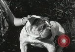 Image of Kennel club show Alameda California USA, 1931, second 58 stock footage video 65675023608