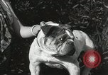 Image of Kennel club show Alameda California USA, 1931, second 59 stock footage video 65675023608