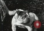 Image of Kennel club show Alameda California USA, 1931, second 60 stock footage video 65675023608