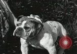 Image of Kennel club show Alameda California USA, 1931, second 61 stock footage video 65675023608