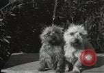 Image of Kennel club show Alameda California USA, 1931, second 62 stock footage video 65675023608