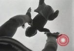 Image of man performs stunts on 9 months baby Los Angeles California USA, 1931, second 16 stock footage video 65675023610