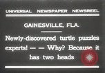Immagine di Due tartaruga con testa Gainesville Florida USA, 1931, secondo 1 filmato di repertorio 65675023611