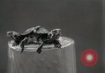 Immagine di Due tartaruga con testa Gainesville Florida USA, 1931, secondo 13 filmato di repertorio 65675023611