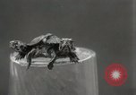 Immagine di Due tartaruga con testa Gainesville Florida USA, 1931, secondo 15 filmato di repertorio 65675023611
