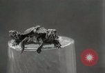 Immagine di Due tartaruga con testa Gainesville Florida USA, 1931, secondo 16 filmato di repertorio 65675023611
