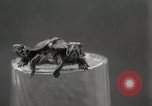 Immagine di Due tartaruga con testa Gainesville Florida USA, 1931, secondo 17 filmato di repertorio 65675023611