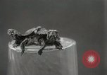 Immagine di Due tartaruga con testa Gainesville Florida USA, 1931, secondo 18 filmato di repertorio 65675023611