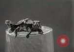 Immagine di Due tartaruga con testa Gainesville Florida USA, 1931, secondo 19 filmato di repertorio 65675023611