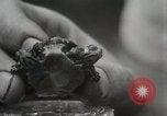 Immagine di Due tartaruga con testa Gainesville Florida USA, 1931, secondo 20 filmato di repertorio 65675023611