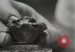 Immagine di Due tartaruga con testa Gainesville Florida USA, 1931, secondo 22 filmato di repertorio 65675023611