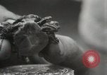 Immagine di Due tartaruga con testa Gainesville Florida USA, 1931, secondo 24 filmato di repertorio 65675023611