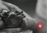 Immagine di Due tartaruga con testa Gainesville Florida USA, 1931, secondo 26 filmato di repertorio 65675023611