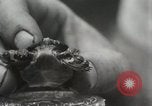 Immagine di Due tartaruga con testa Gainesville Florida USA, 1931, secondo 27 filmato di repertorio 65675023611