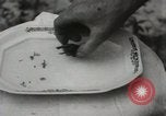 Immagine di Due tartaruga con testa Gainesville Florida USA, 1931, secondo 28 filmato di repertorio 65675023611